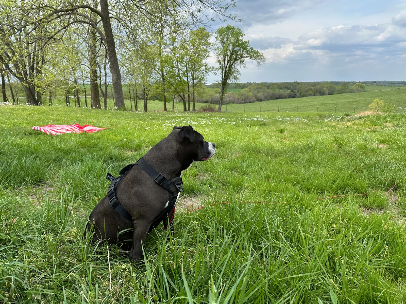 Ludo sitting in the grass and looking toward the pasture.