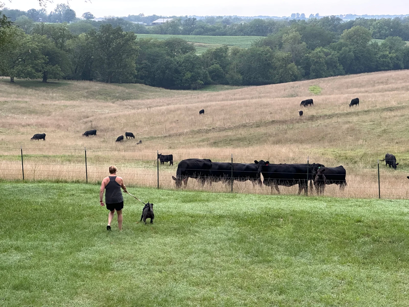 Cows grazing in the pasture behind the property.